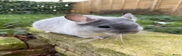 Chinchilla rodents for sale: Various Chinchillas (Pet Only) in Milton Keynes - Advert 2