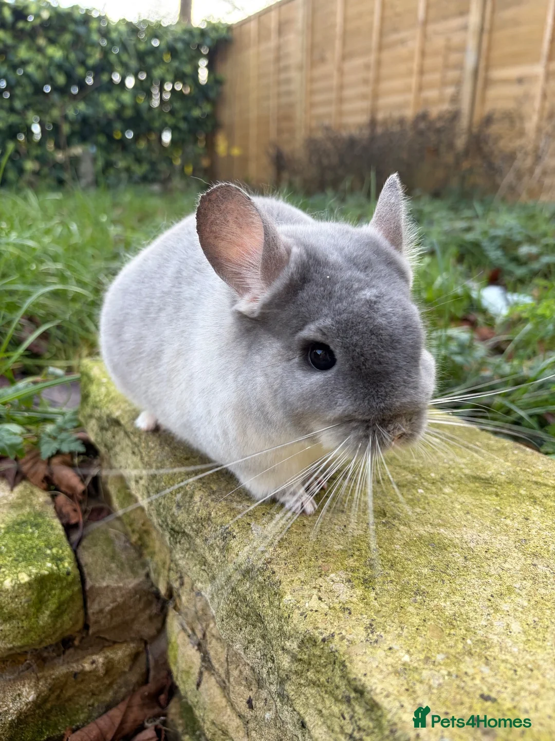 Chinchilla rodents for sale: Various Chinchillas (Pet Only) in Milton Keynes - Advert 2