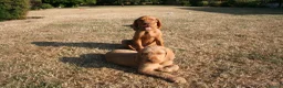 Hungarian Vizsla dogs for sale: Wirehaired Hungarian Vizsla Pups in Malton - Advert 3