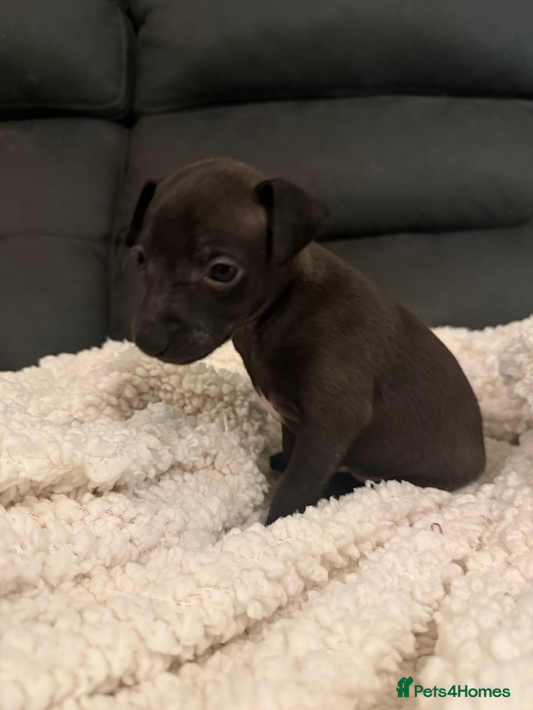 Italian Greyhound dogs for sale: KC Italian Greyhound Puppies  - Advert 11