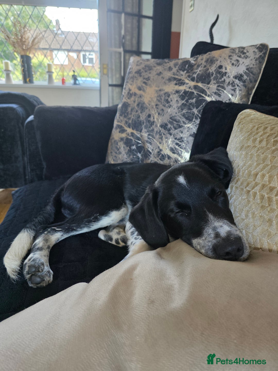 Borador dogs for sale: 6 Month Old Borador - Sad Sale - Image 2