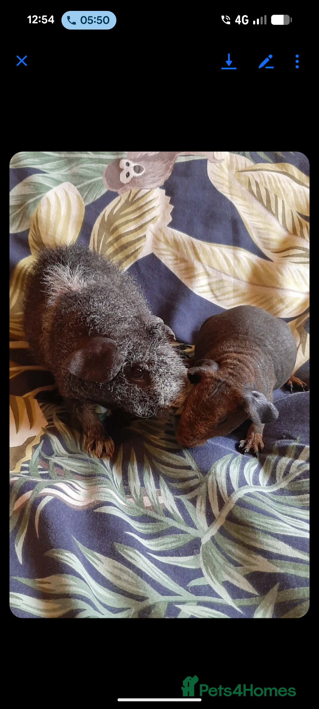 Guinea Pig rodents for sale: Skinny-pigs werewolf  - Advert 3