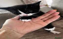 British Shorthair cats for sale: Kitten - Image 2