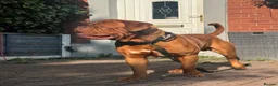 Dogue De Bordeaux dogs for stud: 🧡🧡PROVEN Dogue de Bordeaux VINNIE for STUD🧡🧡 - Advert 4