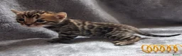 Bengal cats for sale: Traditional brown Bengal - Advert 8