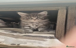 Maine Coon cats for sale: Mainecoon kitten - Image 11