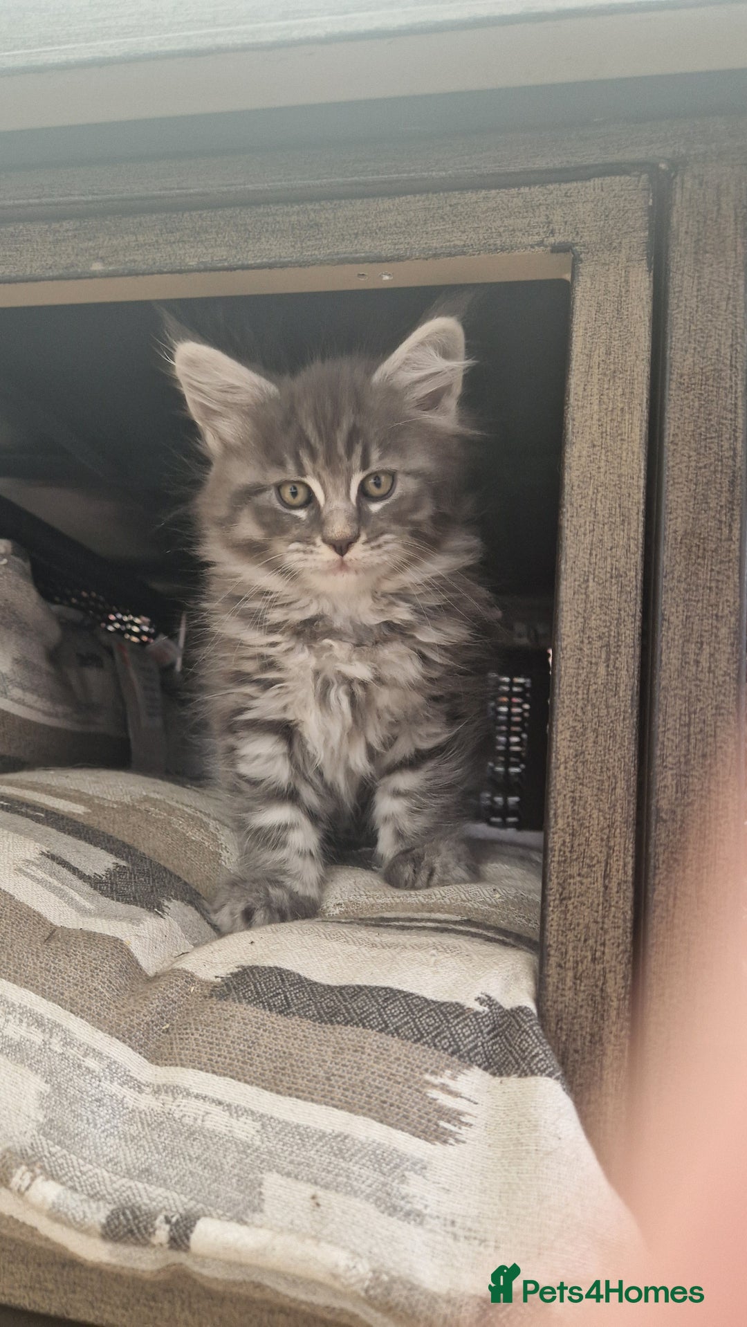 Maine Coon cats for sale: Mainecoon kitten - Image 11