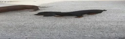 Miniature Dachshund dogs for sale: Miniature Dachshund  in Dungannon - Advert 9