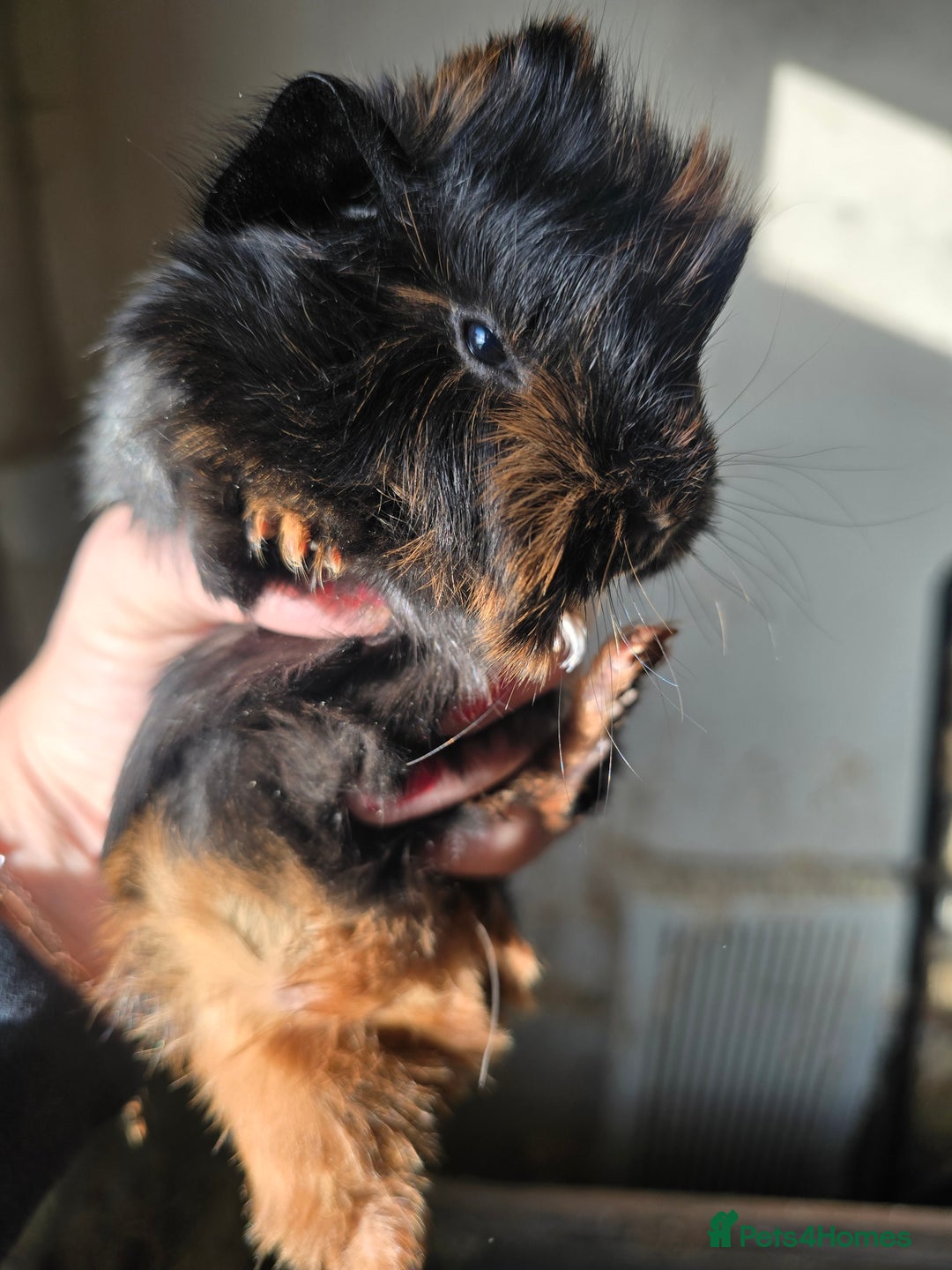 Guinea Pig rodents for sale: Male baby guinea pig  - Advert 1