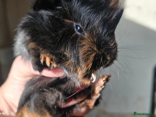 Guinea Pig rodents Male baby guinea pig - Advert 2