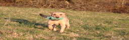 Labrador Retriever dogs for stud: Extensively Health Tested Yellow Labrador Stud in Totnes - Advert 6