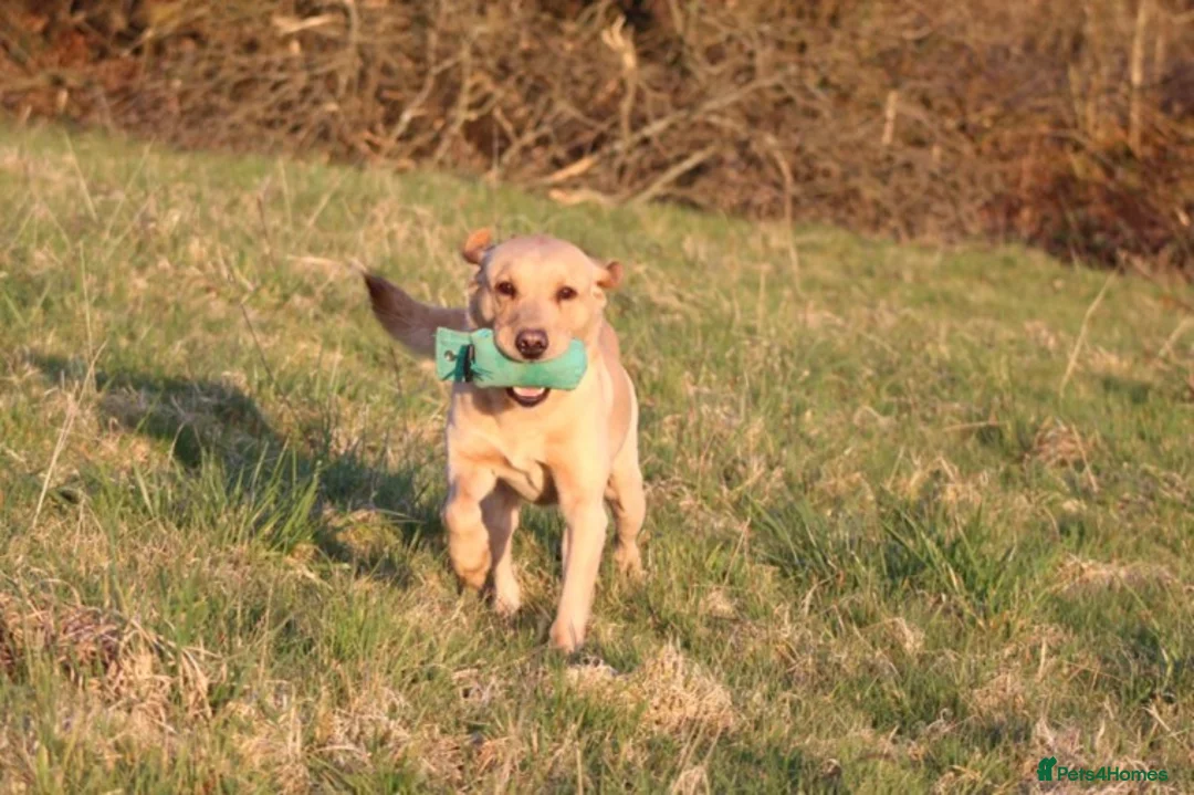 Labrador Retriever dogs for stud: Extensively Health Tested Yellow Labrador Stud in Totnes - Advert 6