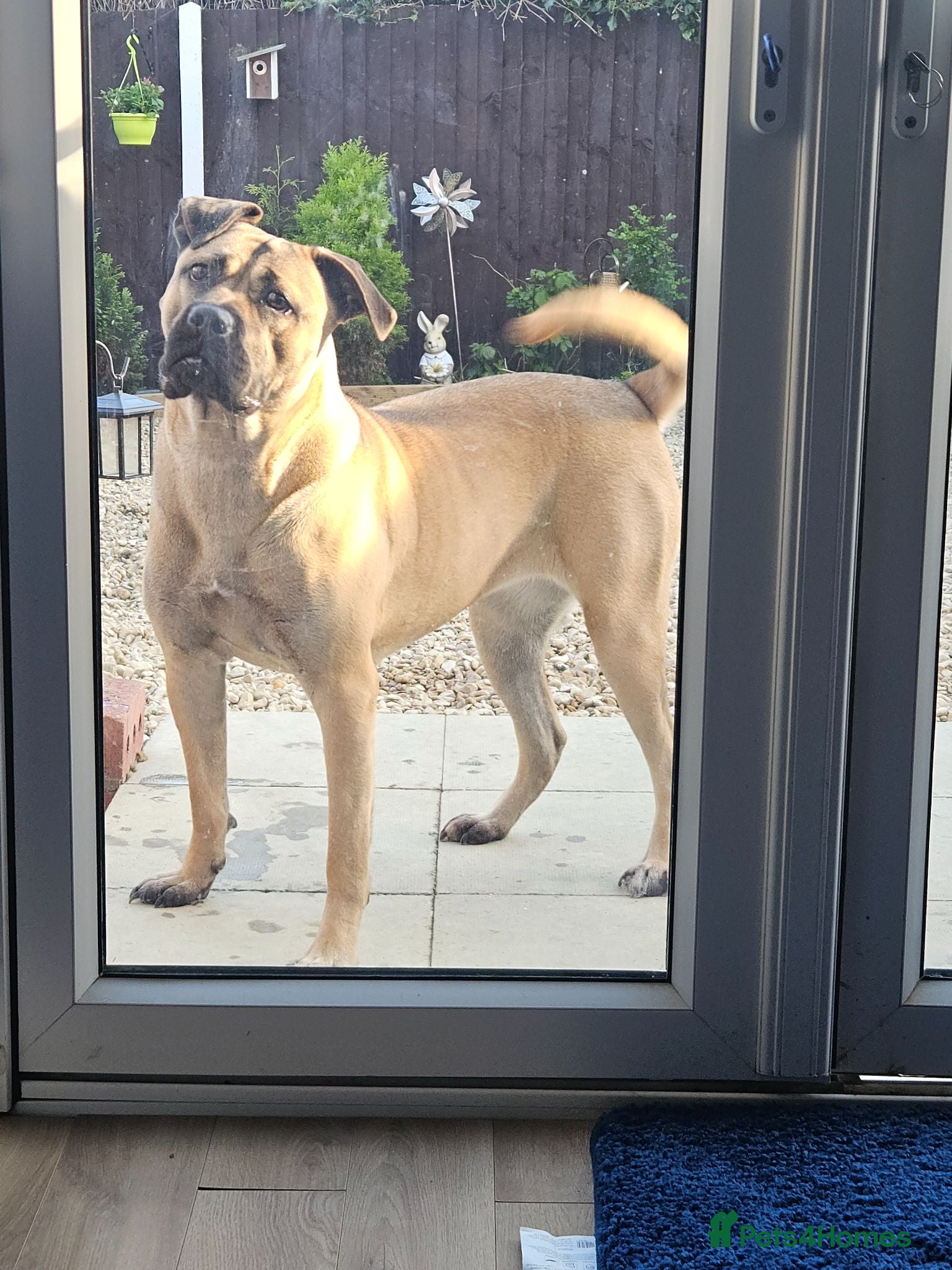Cane Corso dogs Beautiful cane corso x puppies  - Advert 14
