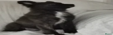 German Shepherd 5