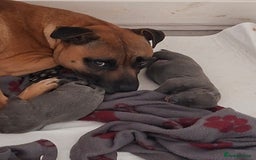 Staffordshire Bull Terrier dogs for sale: Staffy pups ready 26th august 2 brindle 3 blue - Image 8
