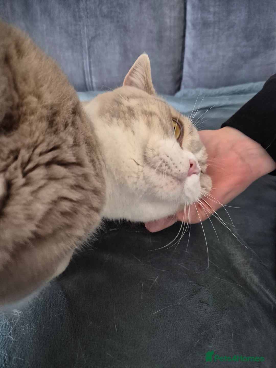 Selkirk Rex cats for sale: Tica reg  pedigree selkirk rex kittens ready now  - Advert 16