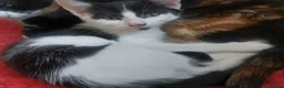 Mixed Breed cats for sale: 6 happy playful kittens - Advert 2