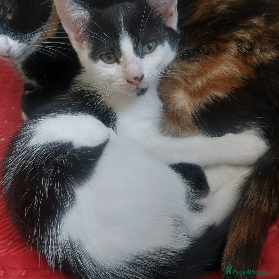 Mixed Breed cats for sale: 6 happy playful kittens - Advert 2