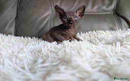 Sphynx cats for sale: Sphynx kittens - Image 4