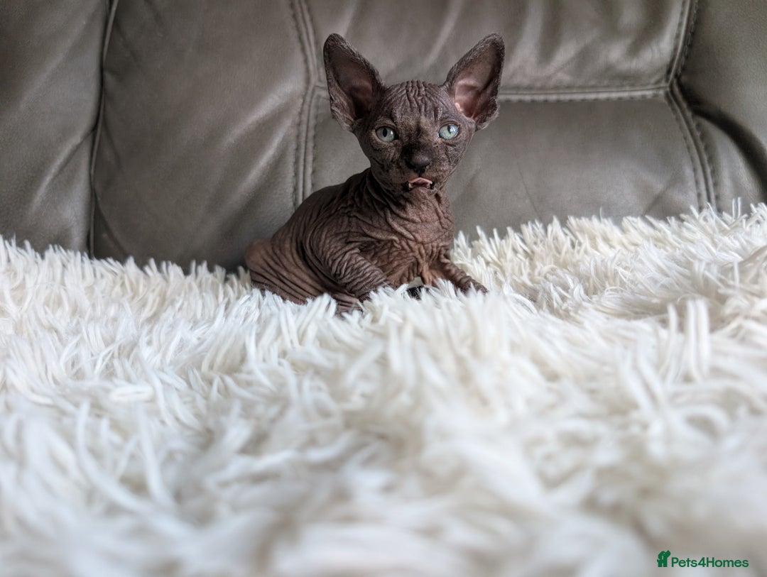 Sphynx cats for sale: Sphynx kittens - Image 4