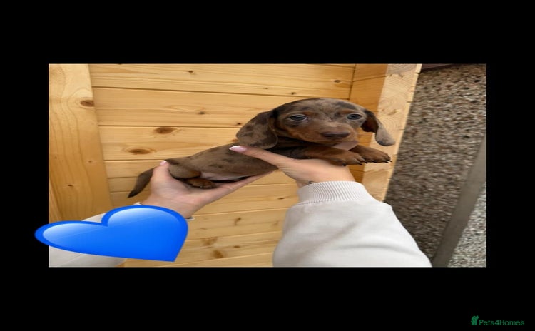 Miniature Dachshund dogs - Advert 10