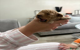 Toy Poodle dogs for sale: 3 Toy Poodle Fire Crackers 🎆 - Image 3