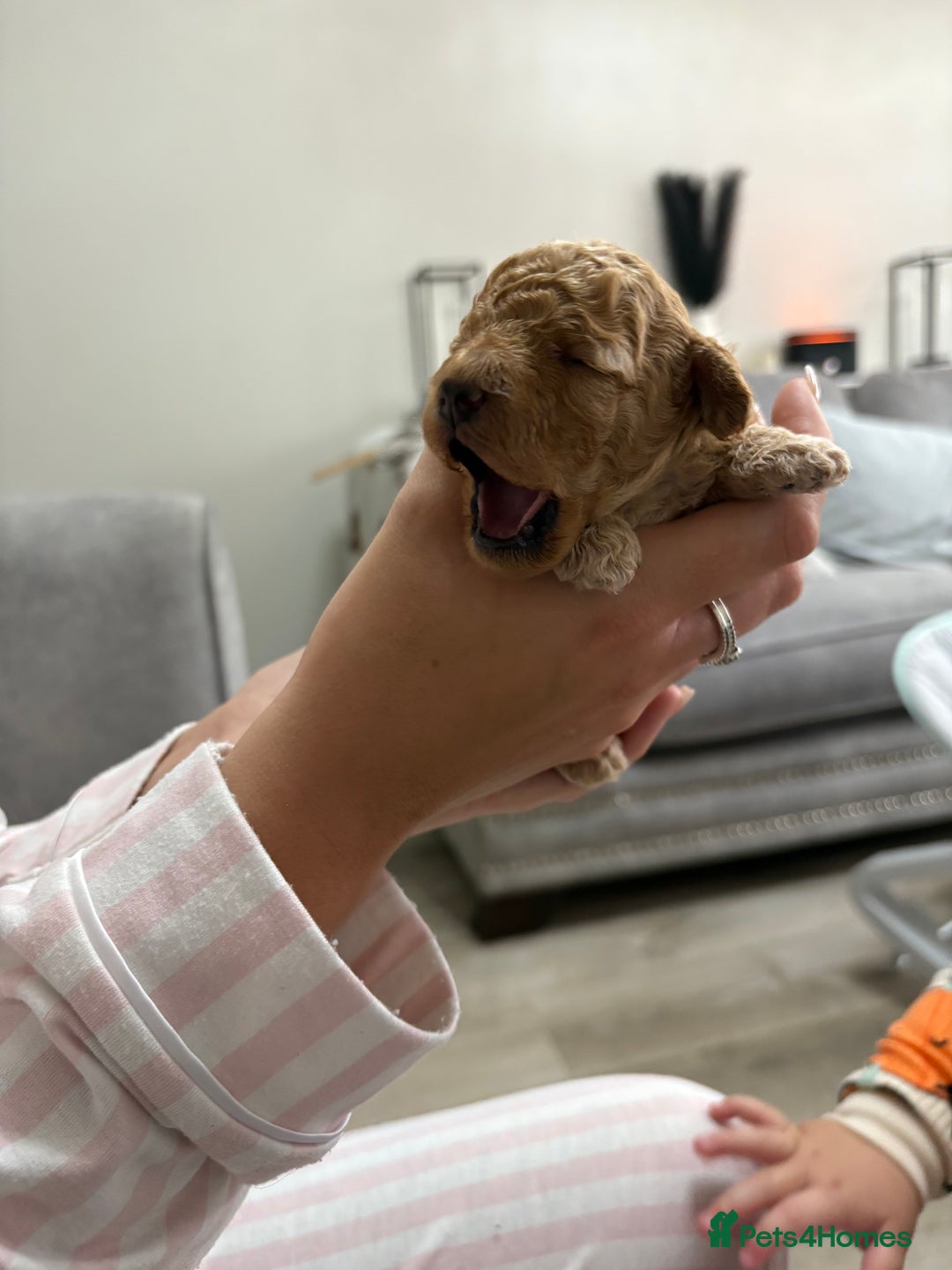 Toy Poodle dogs for sale: 3 Toy Poodle Fire Crackers 🎆 - Image 3