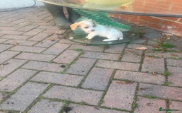 Cocker Spaniel dogs for sale: Cocker Spaniel puppies  - Image 8