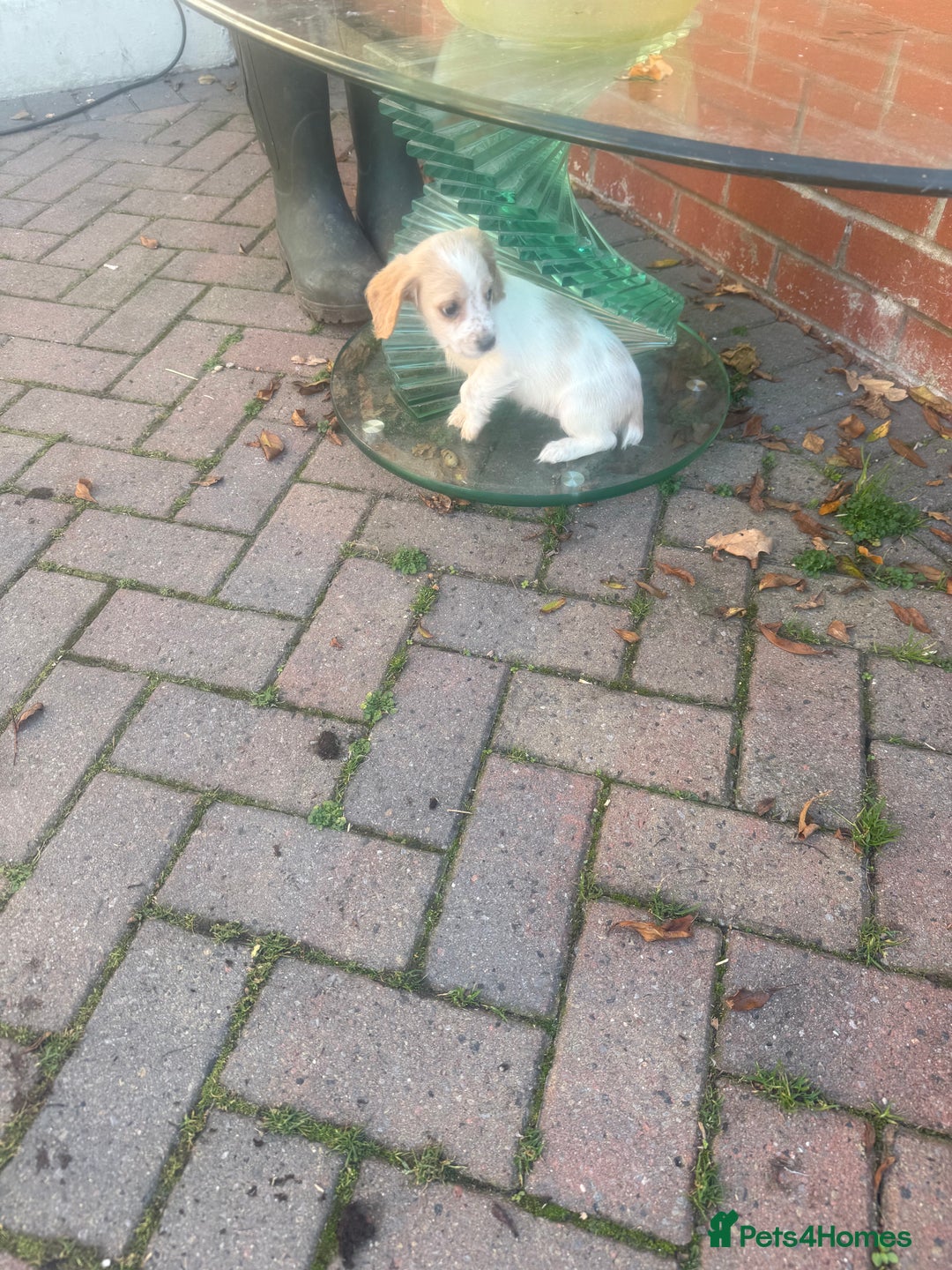 Cocker Spaniel dogs for sale: Cocker Spaniel puppies  - Image 8