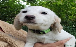 Labradoodle dogs for sale: Labradoodle / Fox Red Labrador X Puppies - Image 21