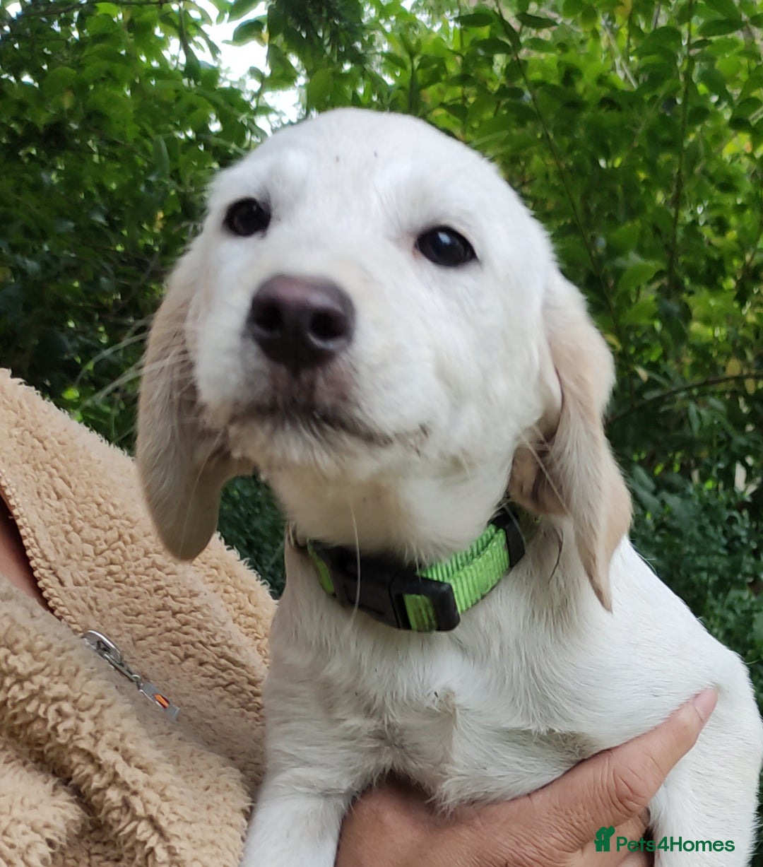 Labradoodle dogs for sale: Labradoodle / Fox Red Labrador X Puppies - Image 21