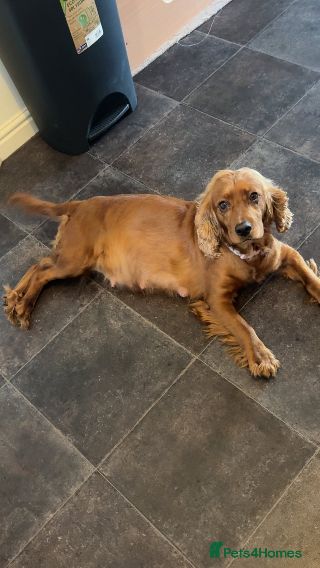 Cocker Spaniel dogs for sale: Show type cocker spaniel pups - Advert 29