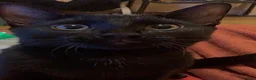 Mixed Breed cats for sale: Two young cats  - Advert 3