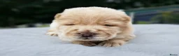 Chow Chow dogs for sale: Show stopping DWKC chow chow pups - Advert 11