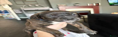 Mixed Breed Puppy 1