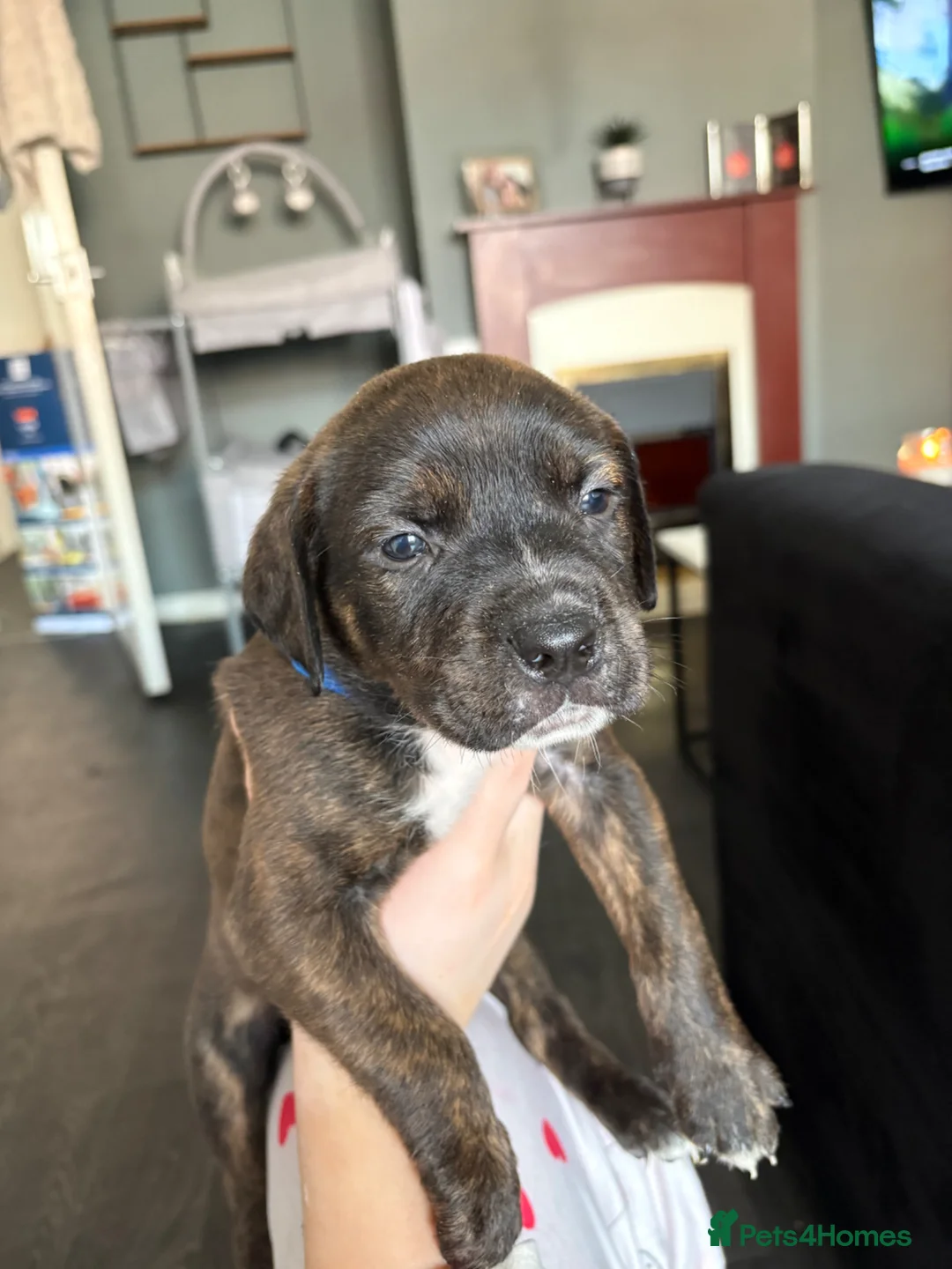 Mixed Breed dogs for sale: Last pup of the litter-ready for new home - Advert 12
