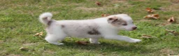Border Collie dogs for sale: Border Collie Puppies for Sale - Advert 18