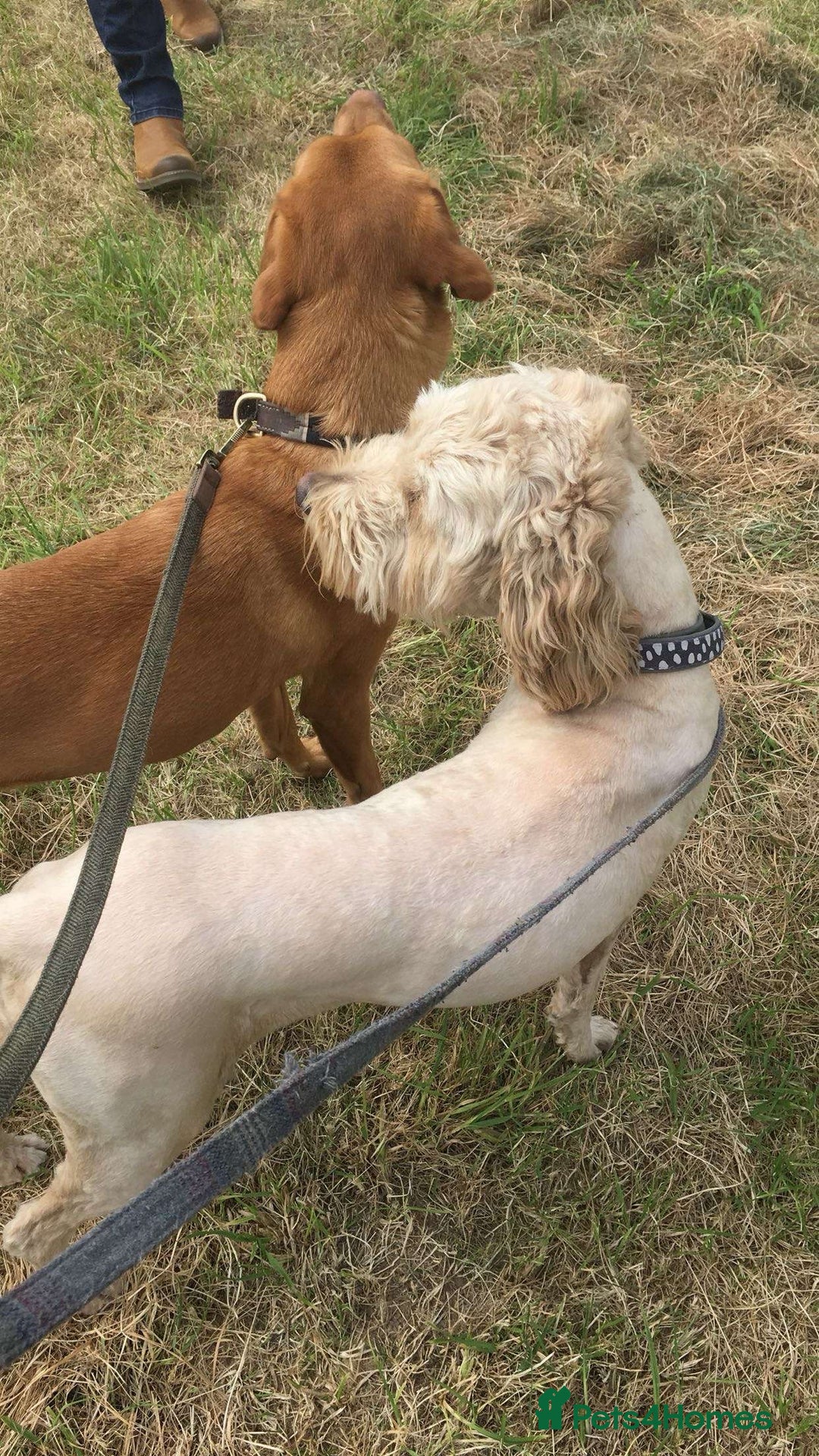 Goldendoodle dogs for sale: Golden Doodle litter  - Image 2