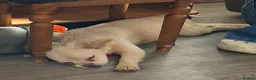 French Bulldog dogs for sale: Betty The Fluffy Frenchie  - Advert 2