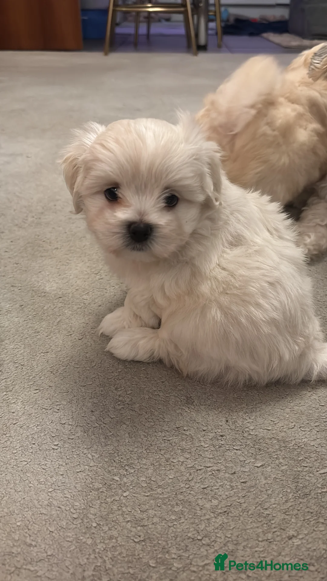 Maltipoo dogs for sale: Maltipoo - Advert 28