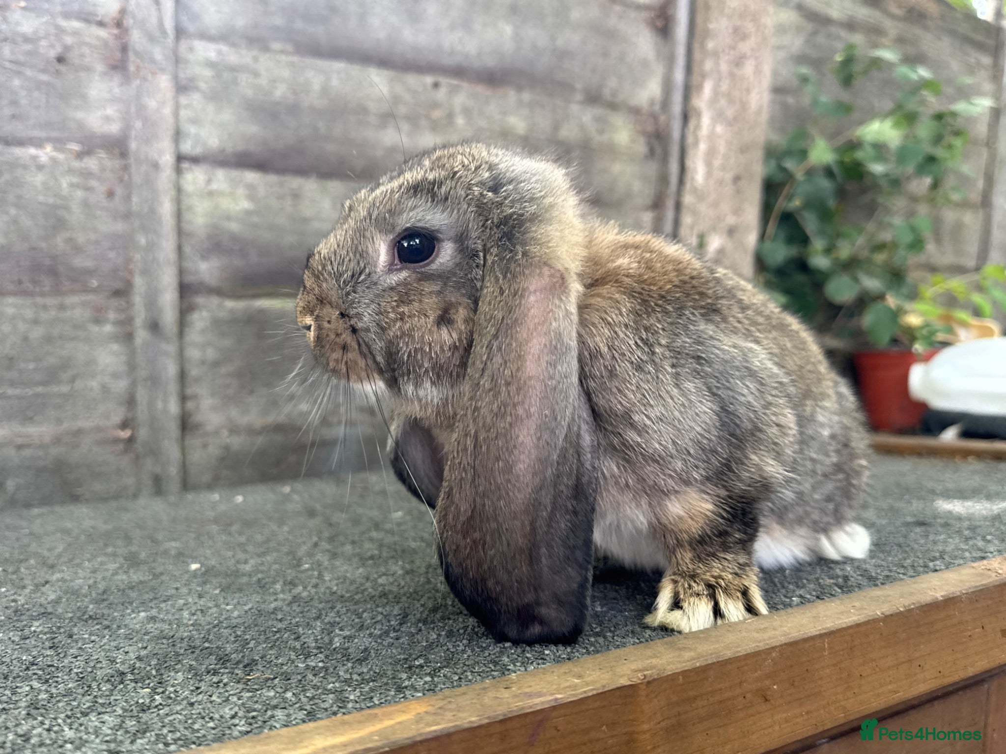 French Lop rabbits Ready in 1 Week • Quality French Lop Bunnies - Advert 2