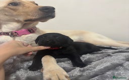 Labrador Retriever dogs for sale: Beautiful Black Labrador  - Image 14