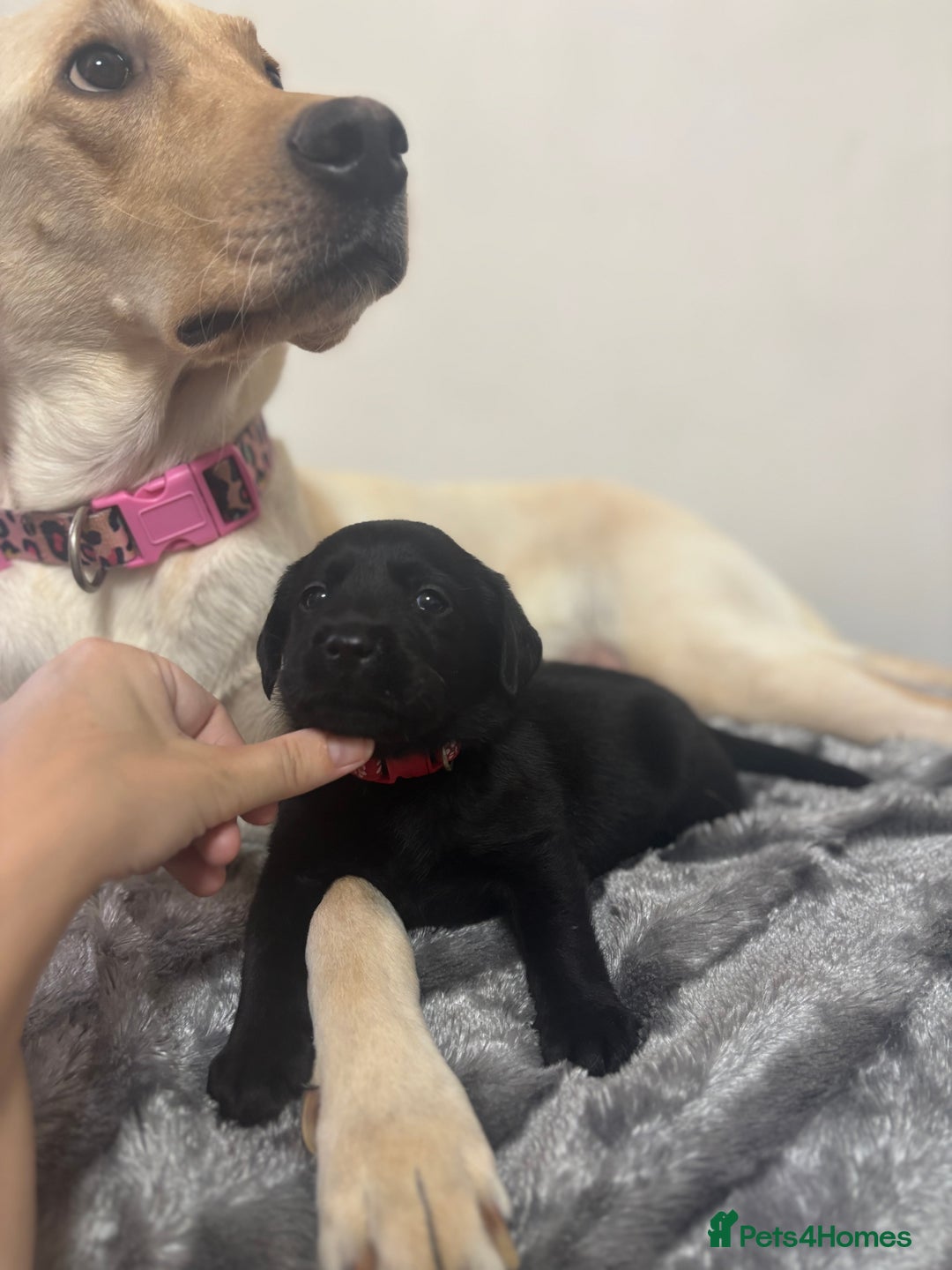 Labrador Retriever dogs for sale: Beautiful Black Labrador  - Image 14