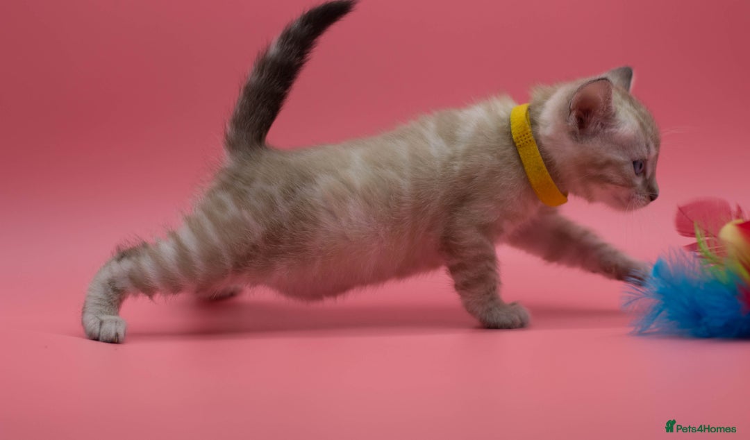 Bengal cats for sale: ✨ Snow Lynx Bengal Kittens – Ready to Reserve! ✨ - Image 12