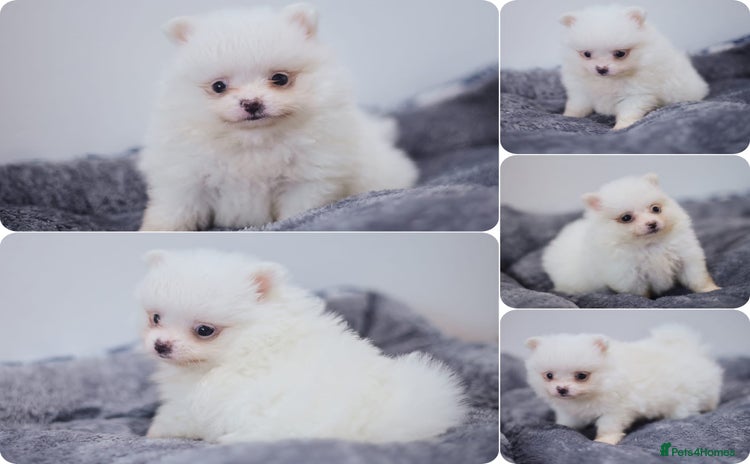 Pomeranian dogs - Advert 1