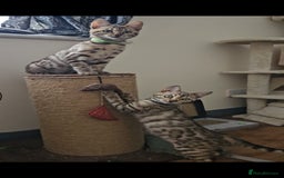 Bengal cats for sale: 13 week old Tica Registered Female Bengal Kitten in Falmouth - Image 13