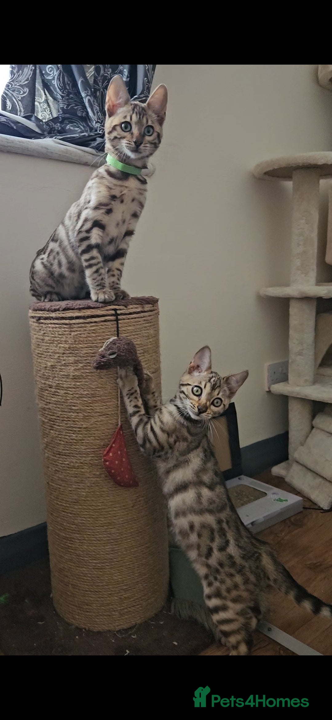 Bengal cats for sale: 13 week old Tica Registered Female Bengal Kitten in Falmouth - Image 13