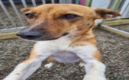 Mixed Breed dogs for adoption: Petal - In Ayr looking for a home  - Image 7