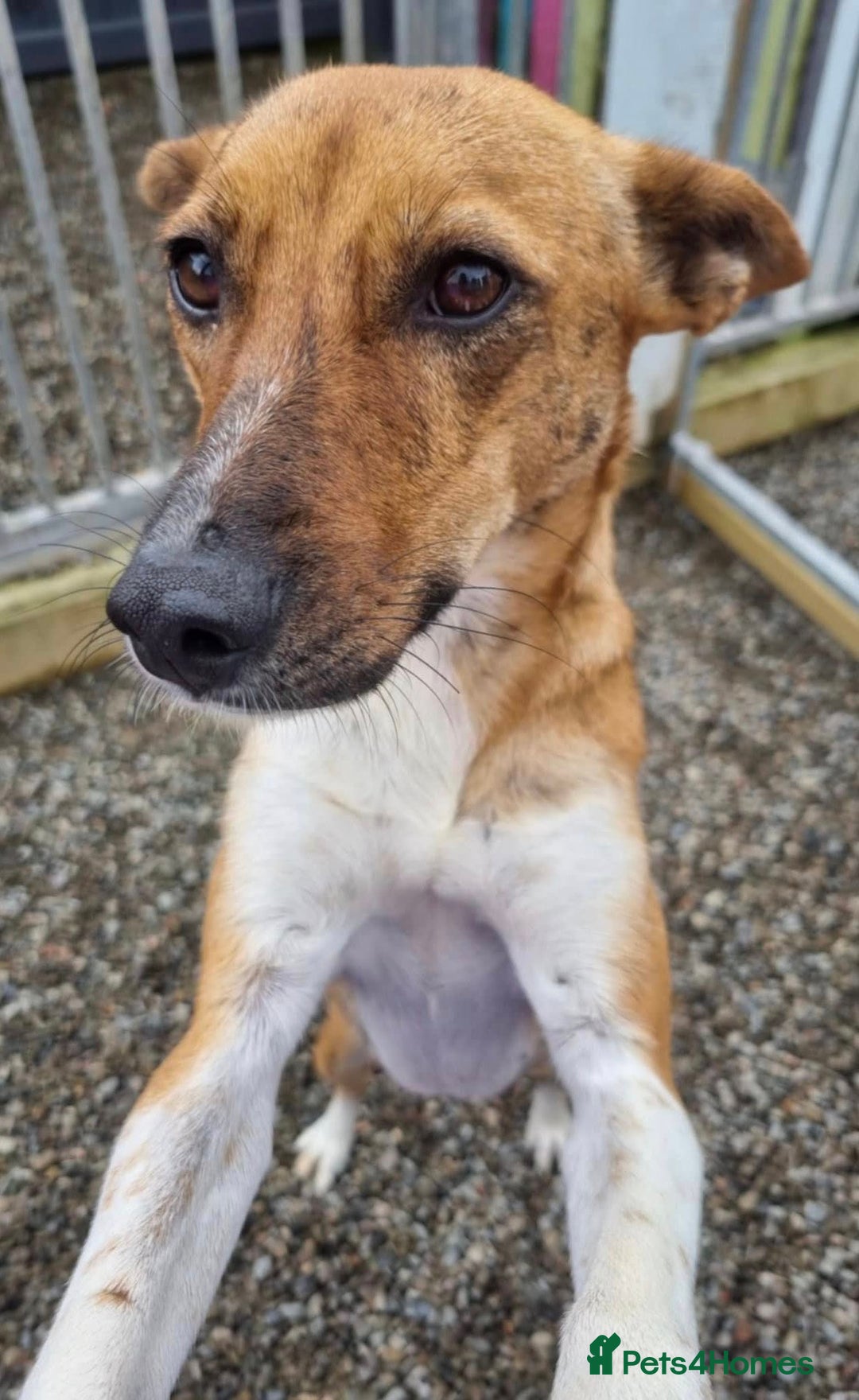 Mixed Breed dogs for adoption: Petal - In Ayr looking for a home  - Image 7