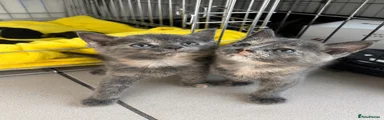 Kitten